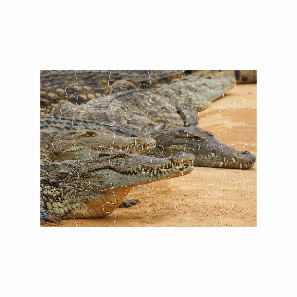 18x13cm-es (24 darabos) kirakó képpel - krokodilzátony