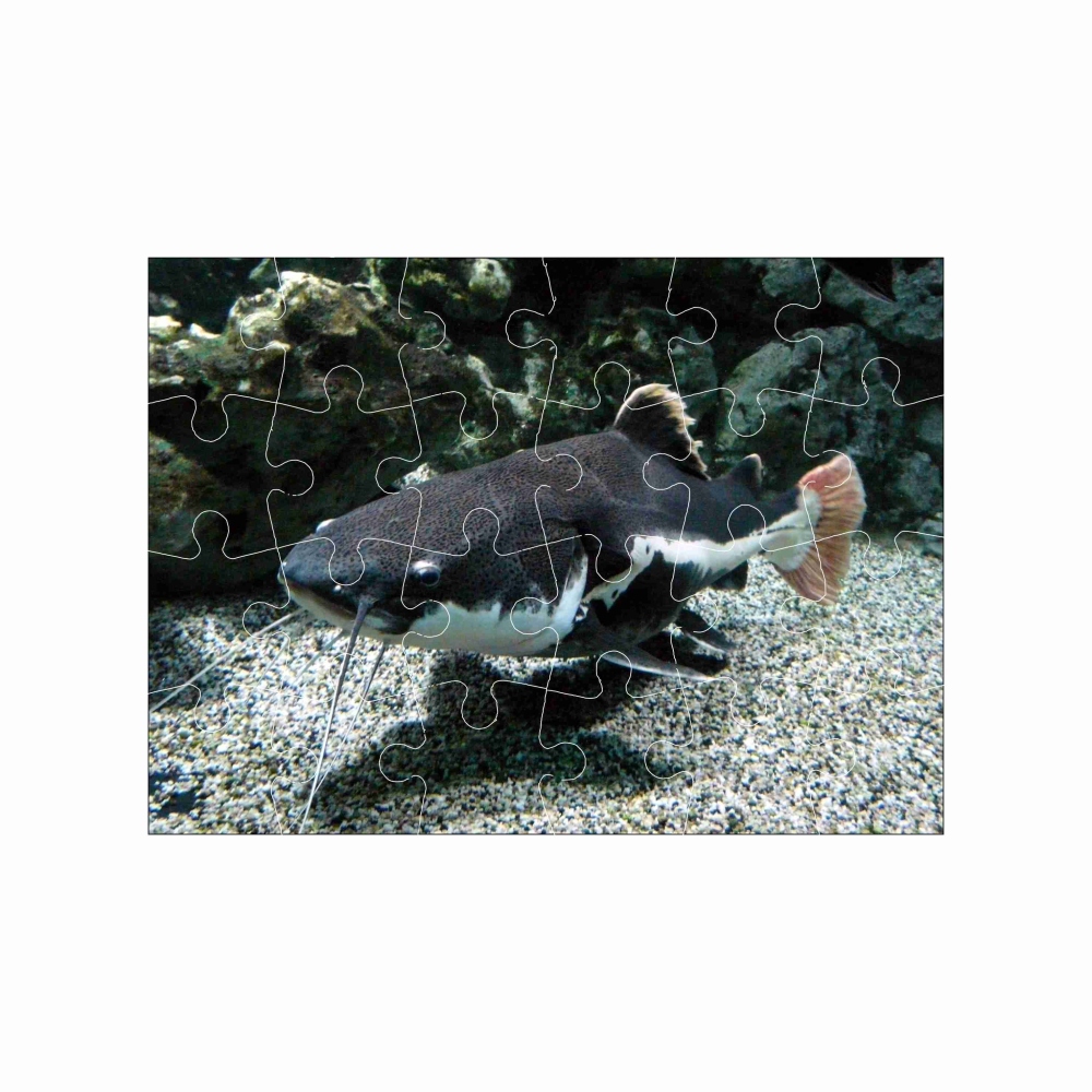 18x13cm-es (24 darabos) kirakó képpel - folyami harcsa