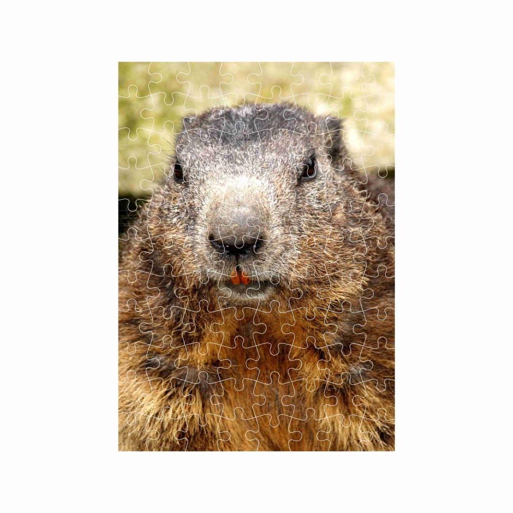 Puzzle 27x19,5cm (88 darabos) képpel - mormota