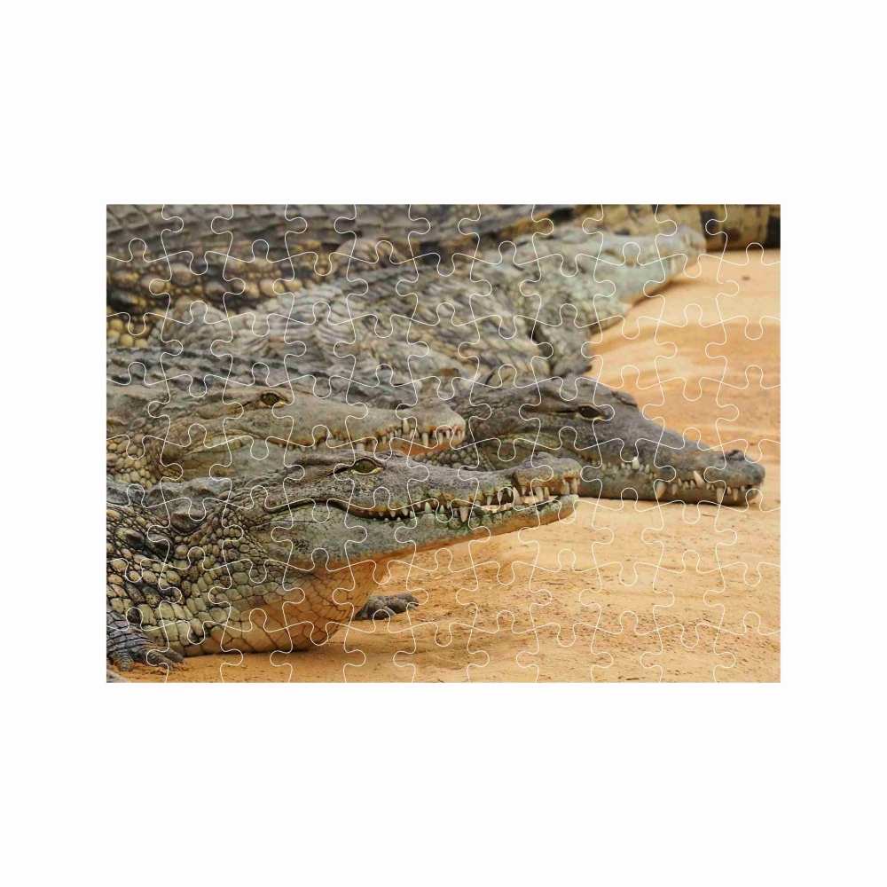 A4-es kirakó 29x20cm (120 darabos) képpel - krokodil bank