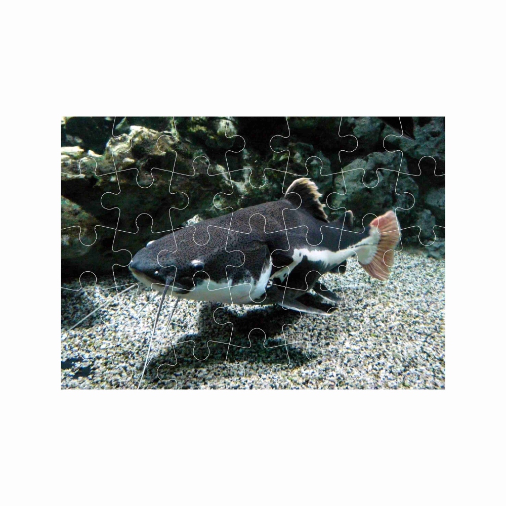 A4-es 29x20cm-es (40 darabos) kirakó képpel - folyami harcsa